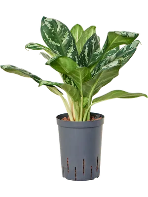 Aglaonema 'Amazon silver'