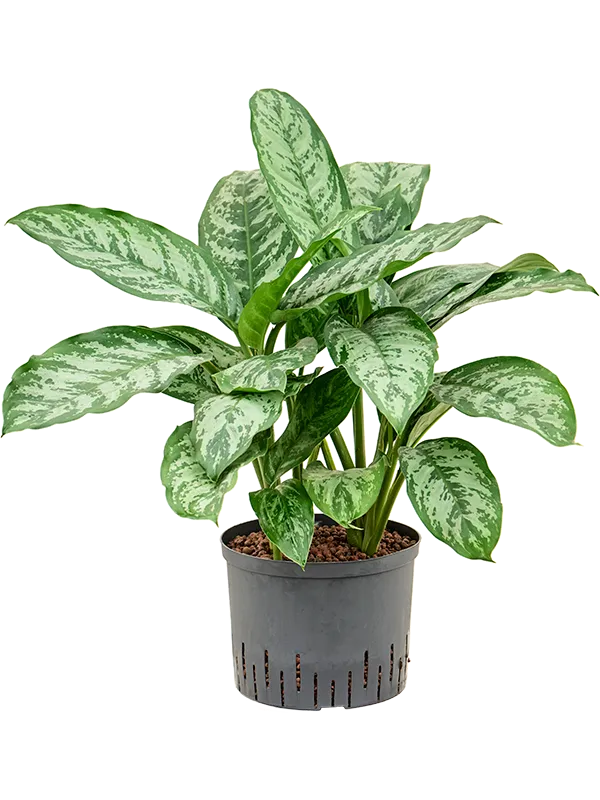 Aglaonema 'Chantal'
