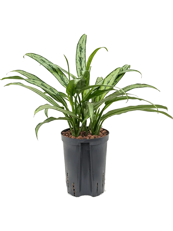 Aglaonema 'Cutlass'