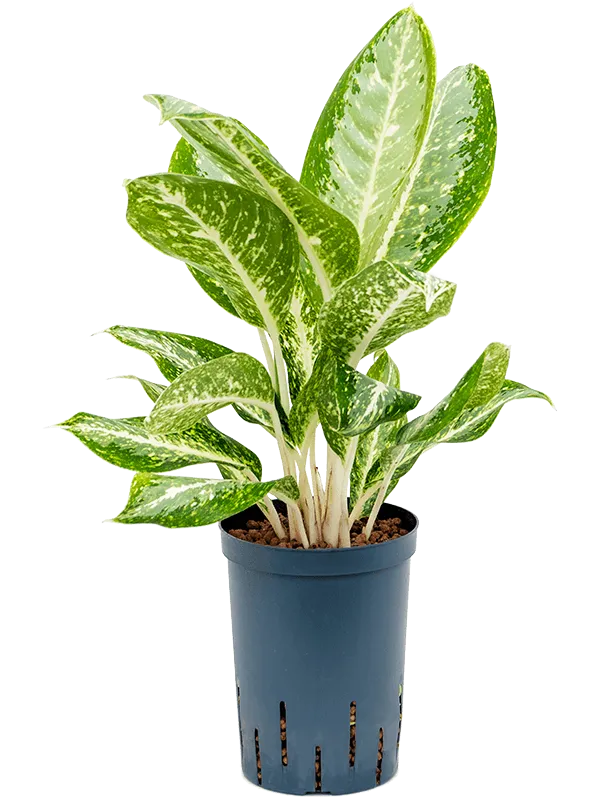 Aglaonema 'Anouk'