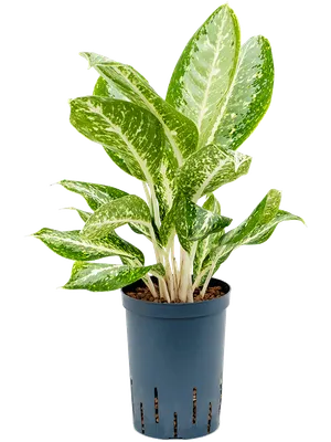 Aglaonema 'Anouk'