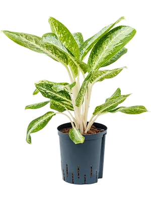 Aglaonema 'Anouk'