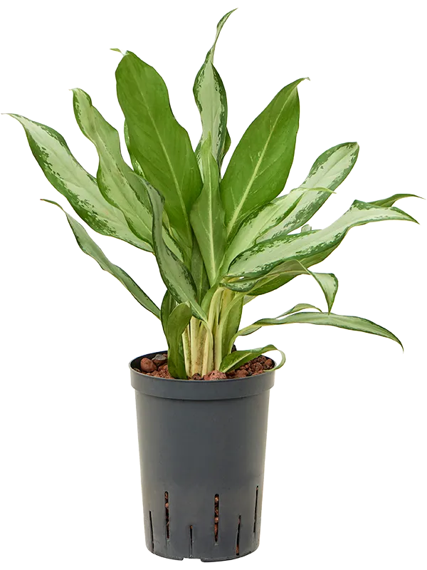 Aglaonema commutatum 'Silver lance'