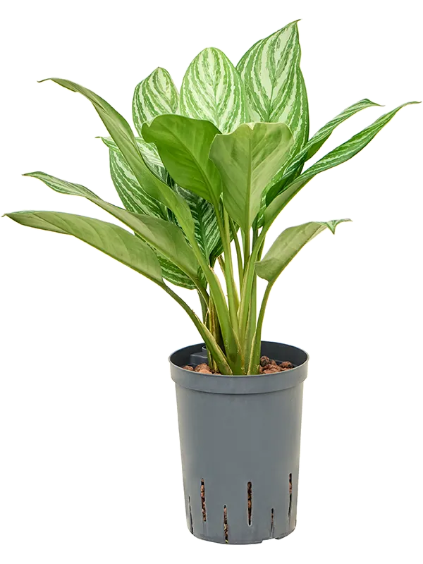 Aglaonema 'Stripes'