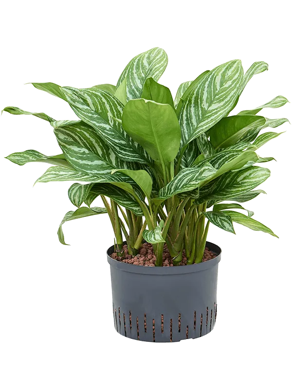 Aglaonema 'Stripes'