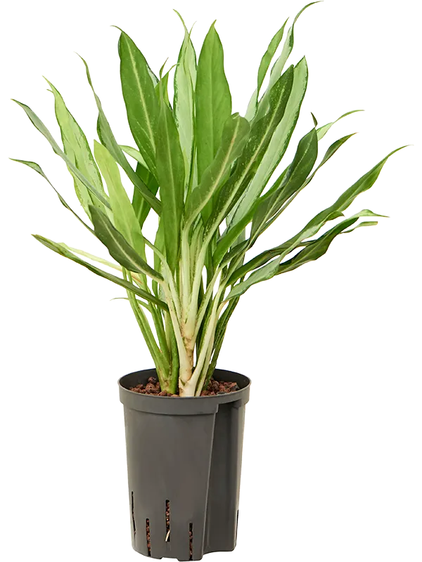 Aglaonema 'White lance'