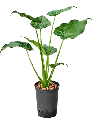 Alocasia cucullata