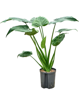 Alocasia cucullata