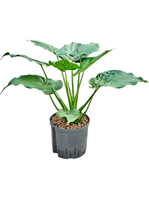 Alocasia cucullata
