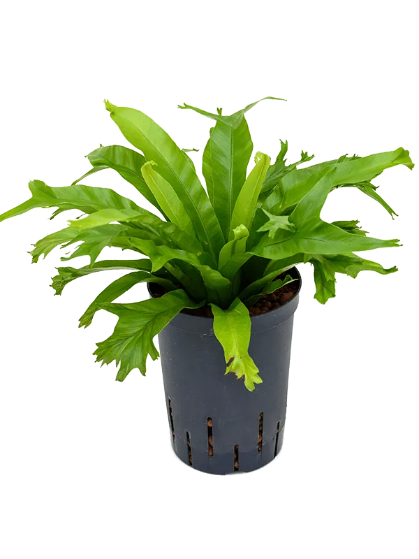 Asplenium antiquum 'Amy'