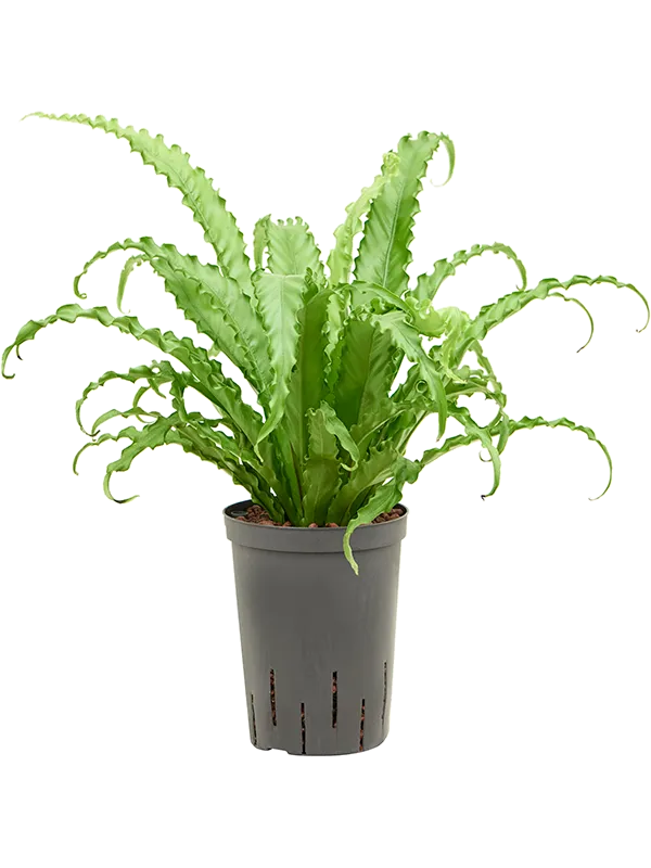 Asplenium antiquum 'Osaka'