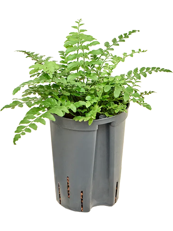 Asplenium dimorphum 'Parvati'