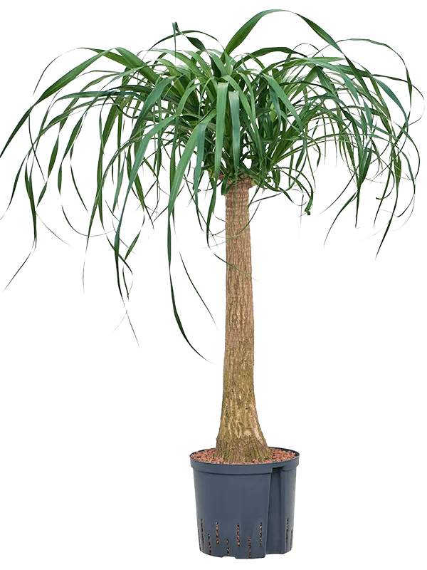 Beaucarnea recurvata