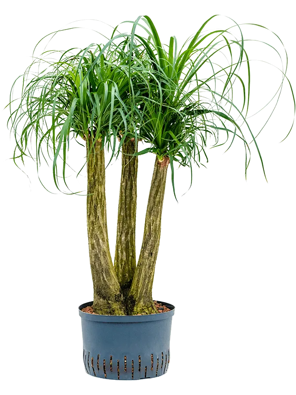 Beaucarnea recurvata