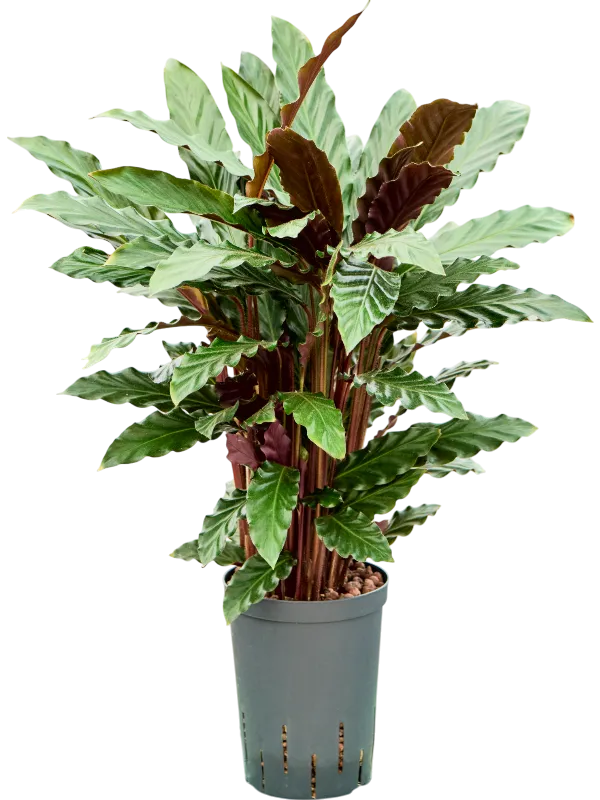 Calathea rufibarba 'Wavestar'
