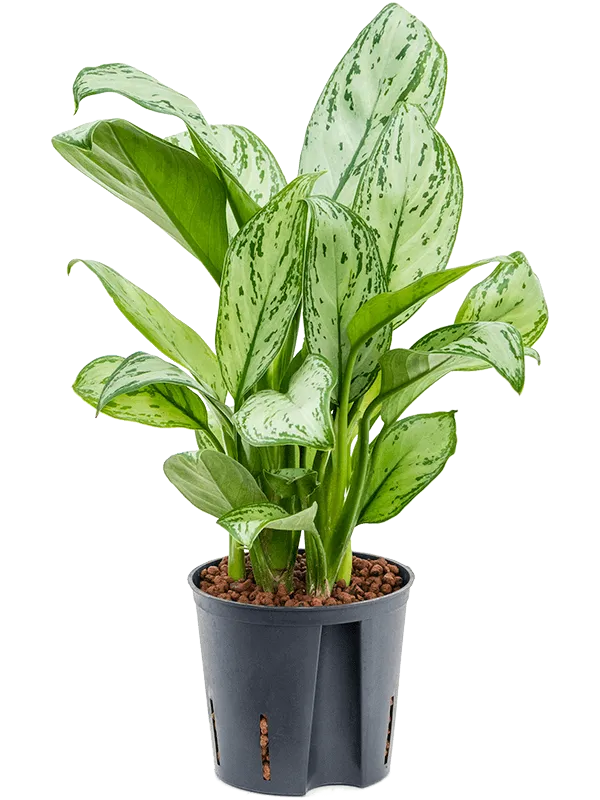 Aglaonema 'Christina'