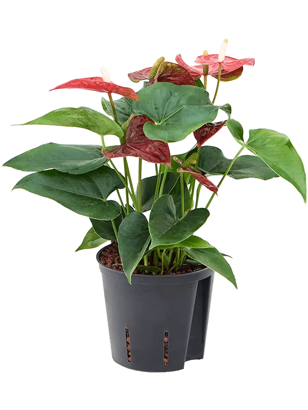 Anthurium andraeanum 'Sierra'