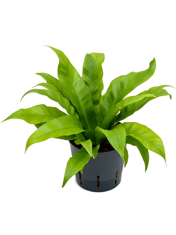 Asplenium antiquum