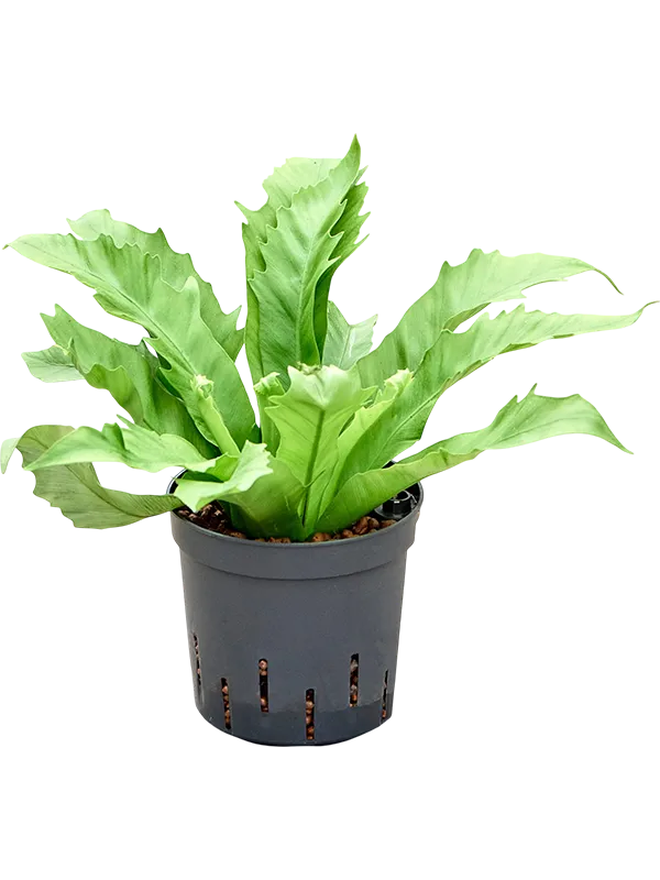 Asplenium antiquum 'Gioia'