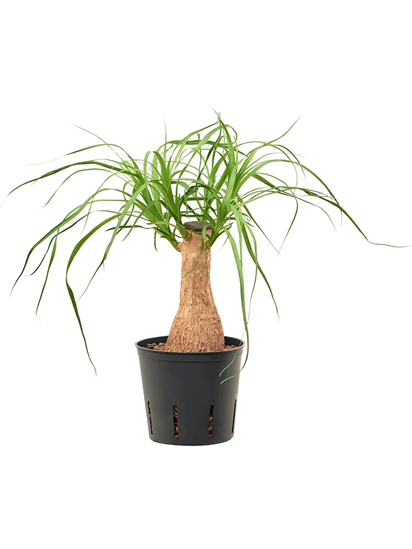 Beaucarnea recurvata