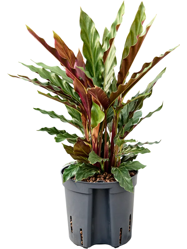 Calathea rufibarba 'Elgergrass'