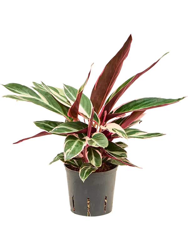 Calathea 'Triostar'