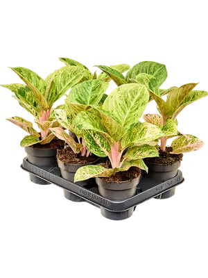 Aglaonema 'Apple Fantasy' 6/tray