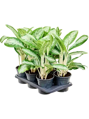 Aglaonema 'Anouk' 6/tray