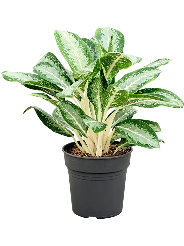 Aglaonema 'Anouk'