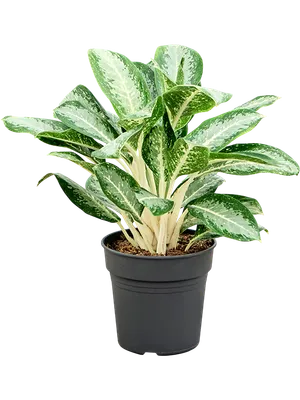 Aglaonema 'Anouk'
