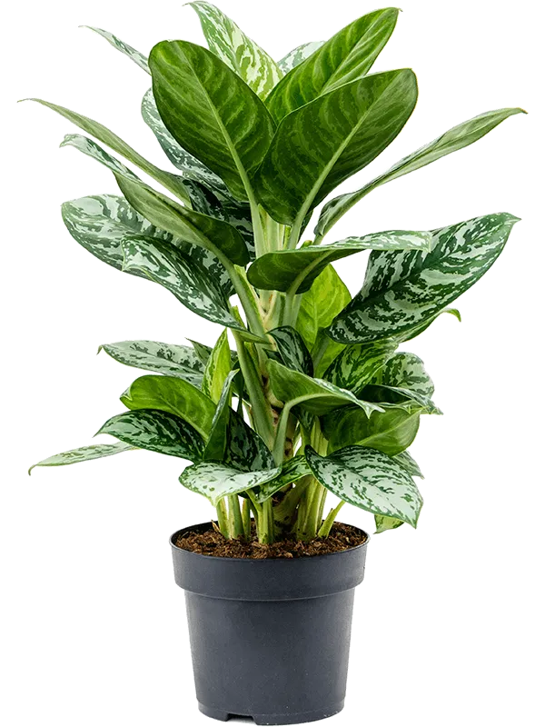 Aglaonema 'Amazon Silver'