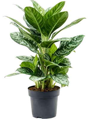 Aglaonema 'Amazon Silver'