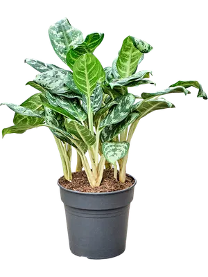 Aglaonema 'Amazon Silver'