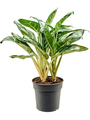 Aglaonema 'Amazon Silver'