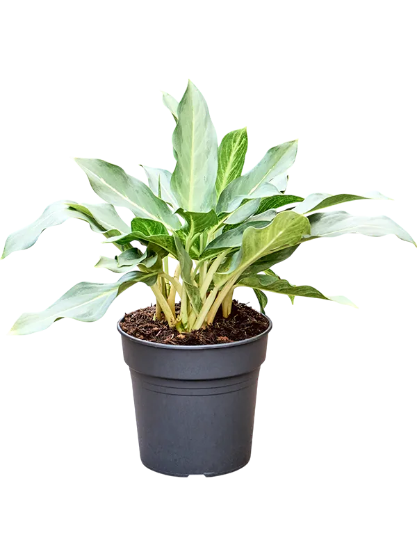 Aglaonema 'Ghost'