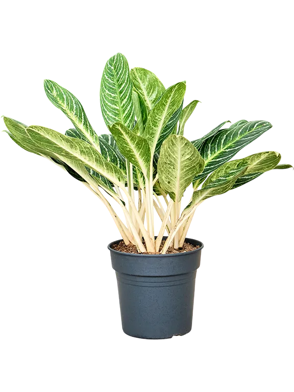Aglaonema 'Key Lime'