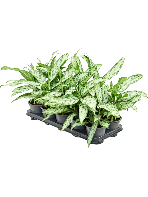 Aglaonema 'Silver Queen Compact' 10/tray