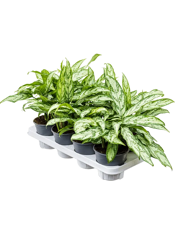 Aglaonema 'Silver Queen Compact' 8/tray