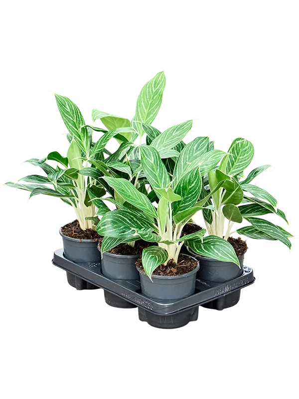 Aglaonema 'Snow White' 6/tray