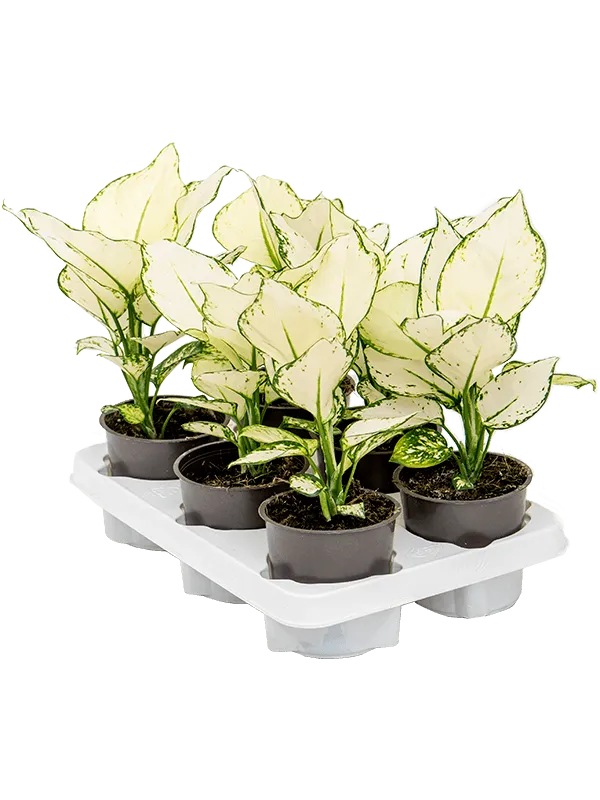 Aglaonema 'White Joy' 6/tray