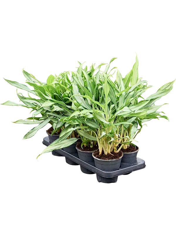 Aglaonema 'White Lance' 8/tray