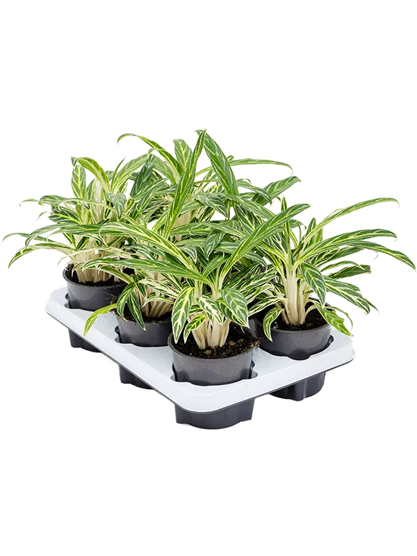 Aglaonema 'Zebra Feathers' 6/tray