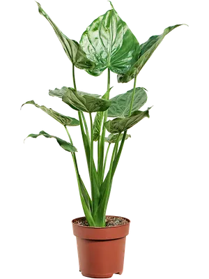 Alocasia cucullata