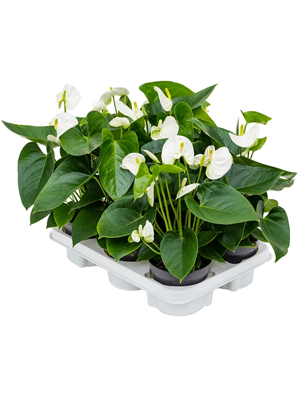 Anthurium andraeanum 'Sierra White' 6/tray