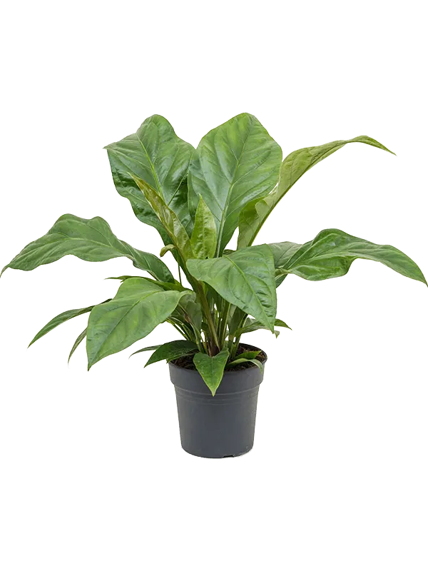 Anthurium elipticum 'Jungle Bush'