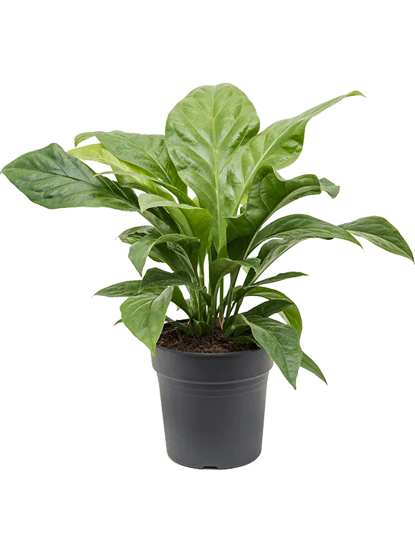 Anthurium elipticum 'Jungle Bush'