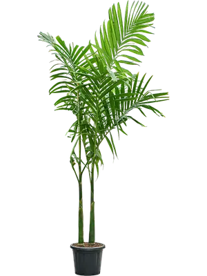 Areca catechu