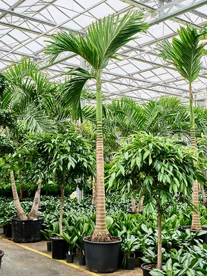 Areca catechu (400/450)