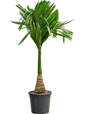 Areca catechu dwarf