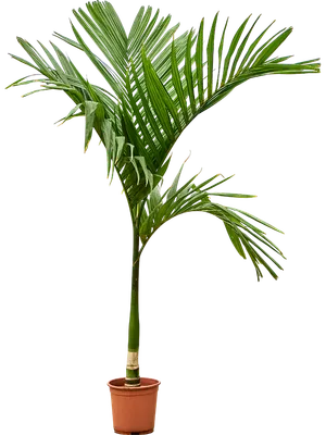 Areca catechu